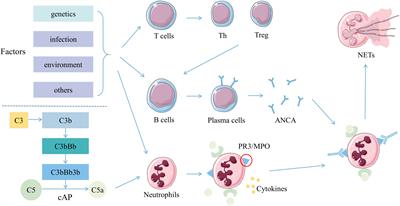 Targeting immune checkpoints in anti-neutrophil cytoplasmic antibodies associated vasculitis: the potential therapeutic targets in the future